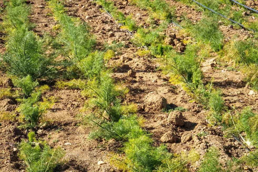 Des fanes de fenouil sortent de terre, en février 2023, saison idéale pour cultiver ce légume. 